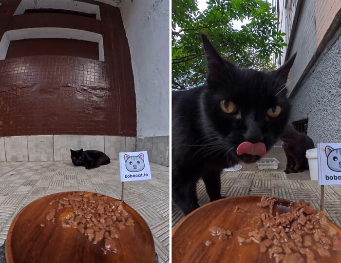 100 Wholesome Pics Of A Guy Feeding Stray Animals In A Unique Way