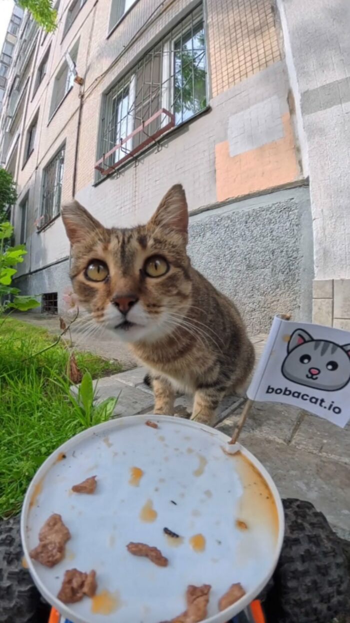 100 Wholesome Pics Of A Guy Feeding Stray Animals In A Unique Way