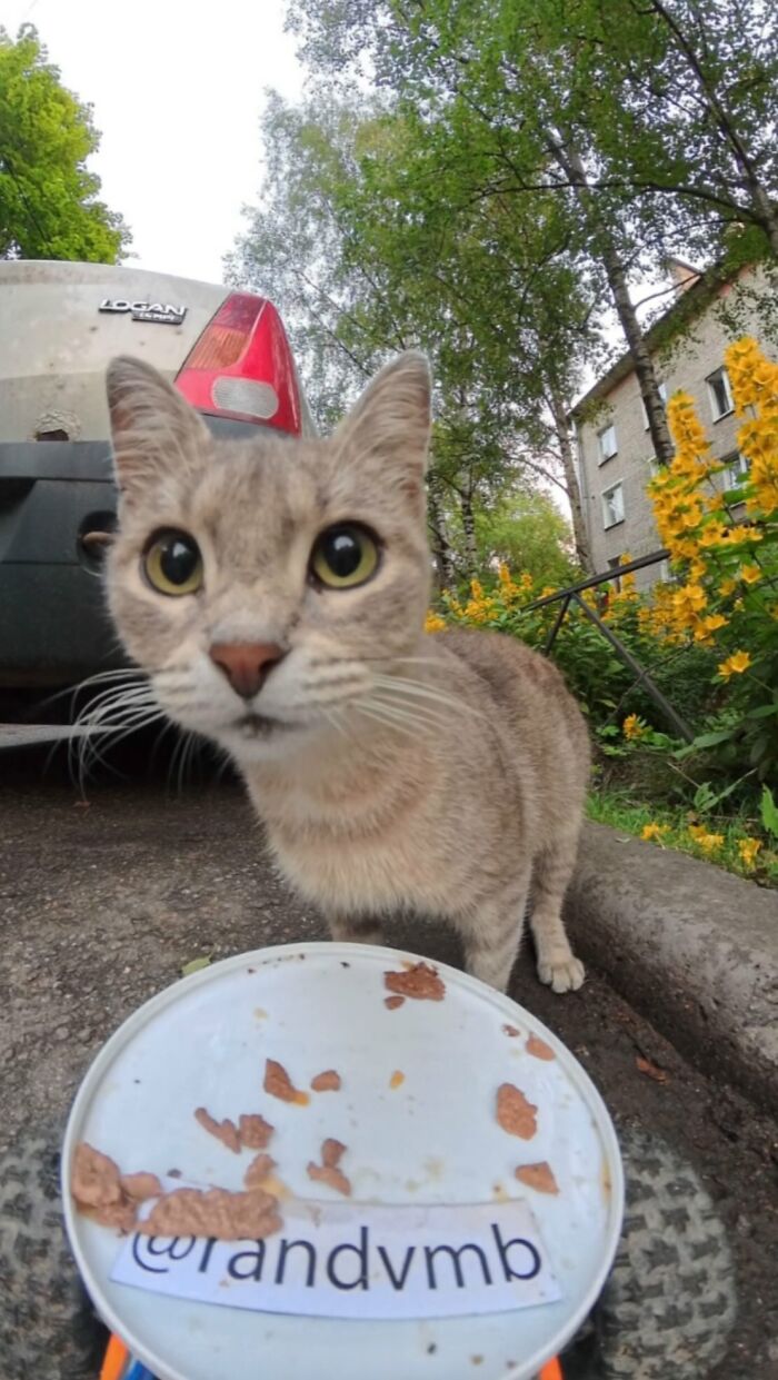 100 Wholesome Pics Of A Guy Feeding Stray Animals In A Unique Way