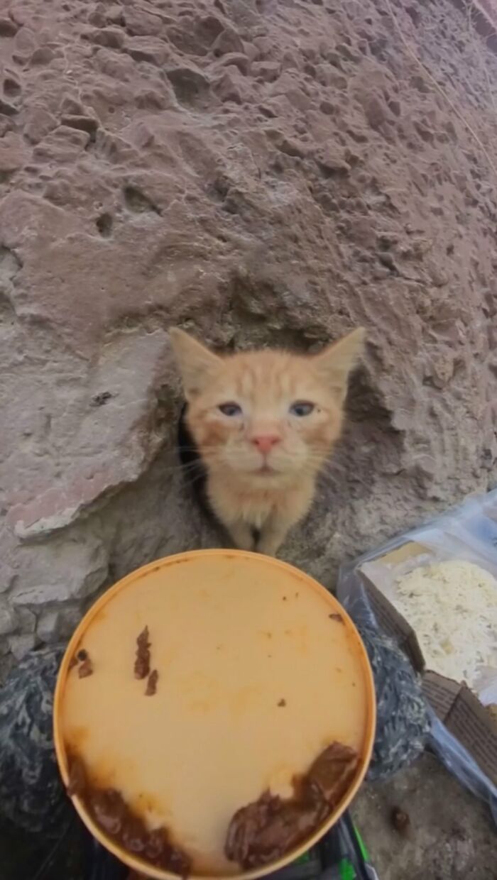100 Wholesome Pics Of A Guy Feeding Stray Animals In A Unique Way