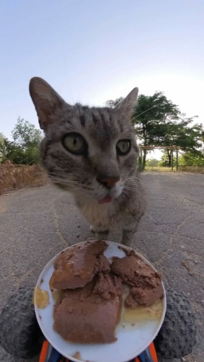 100 Wholesome Pics Of A Guy Feeding Stray Animals In A Unique Way