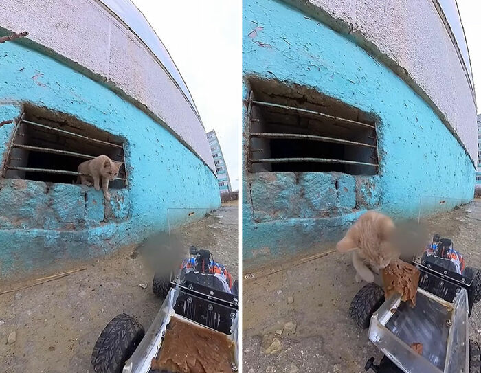 100 Wholesome Pics Of A Guy Feeding Stray Animals In A Unique Way