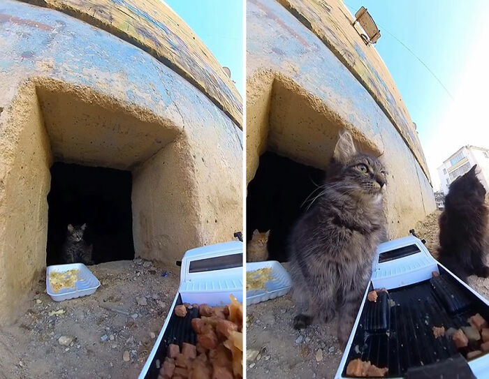 100 Wholesome Pics Of A Guy Feeding Stray Animals In A Unique Way