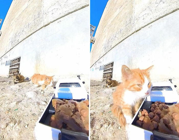 100 Wholesome Pics Of A Guy Feeding Stray Animals In A Unique Way