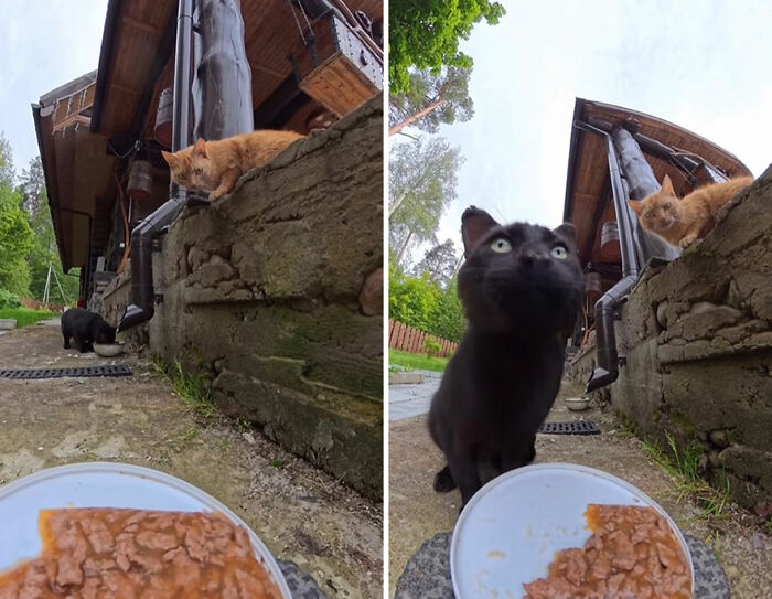 100 Wholesome Pics Of A Guy Feeding Stray Animals In A Unique Way