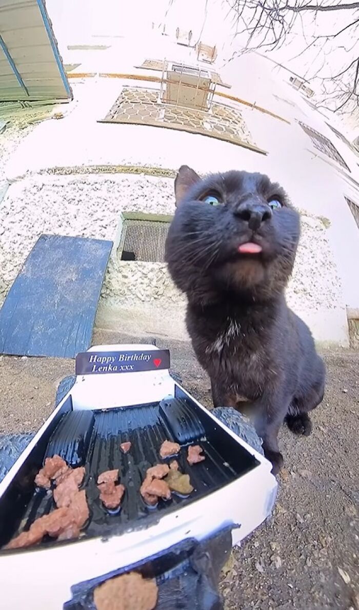 100 Wholesome Pics Of A Guy Feeding Stray Animals In A Unique Way