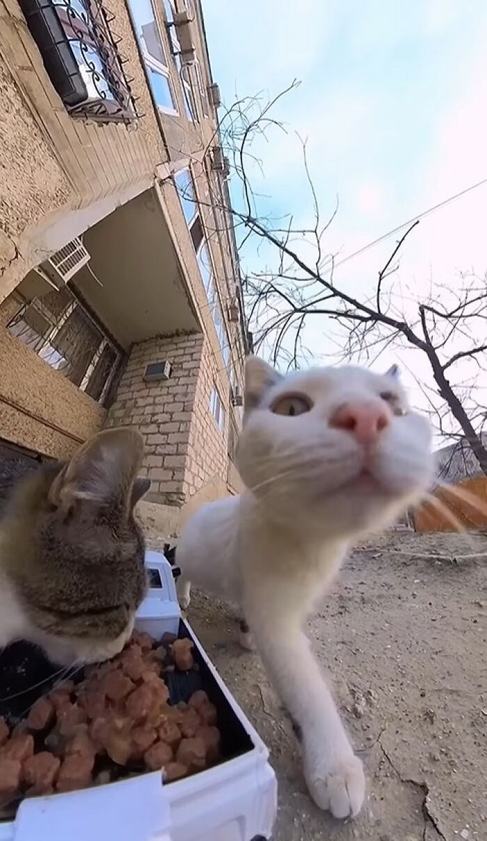 100 Wholesome Pics Of A Guy Feeding Stray Animals In A Unique Way
