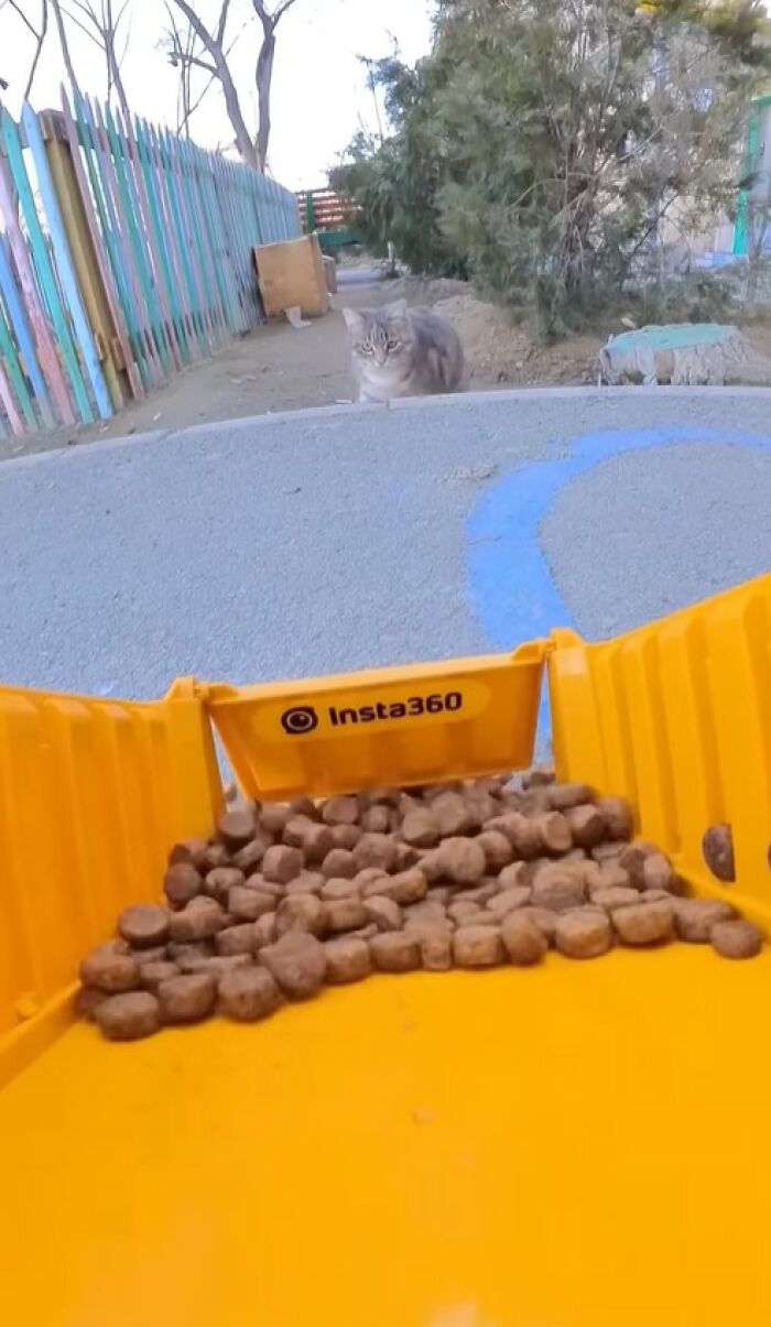 100 Wholesome Pics Of A Guy Feeding Stray Animals In A Unique Way