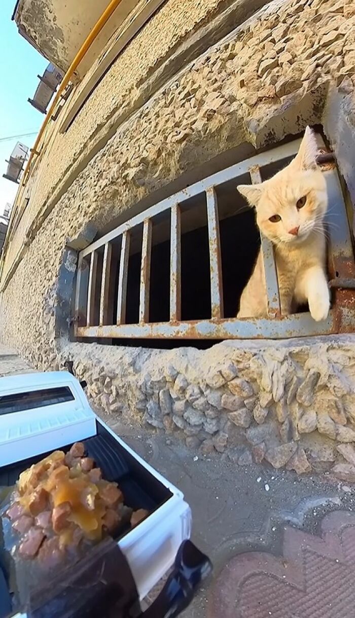 100 Wholesome Pics Of A Guy Feeding Stray Animals In A Unique Way