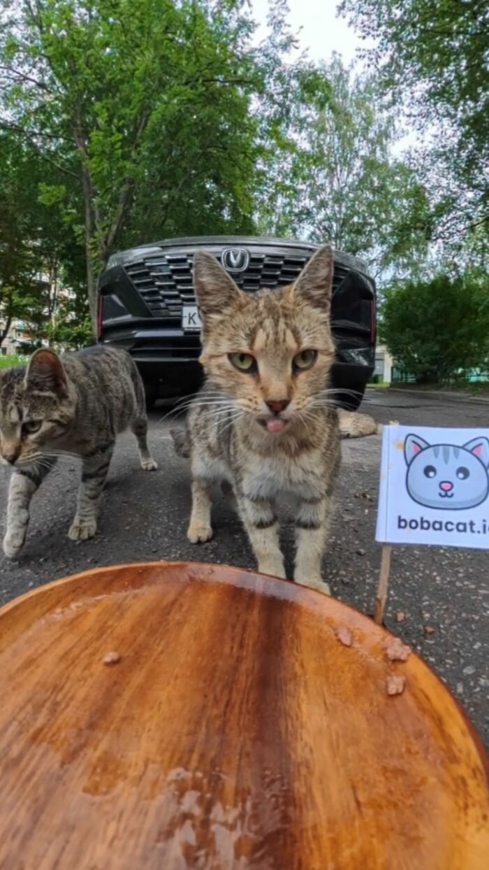 100 Wholesome Pics Of A Guy Feeding Stray Animals In A Unique Way