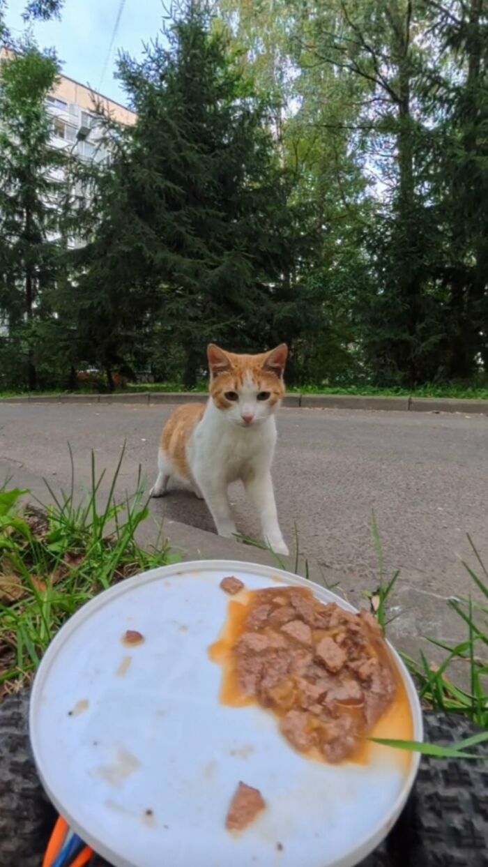 100 Wholesome Pics Of A Guy Feeding Stray Animals In A Unique Way