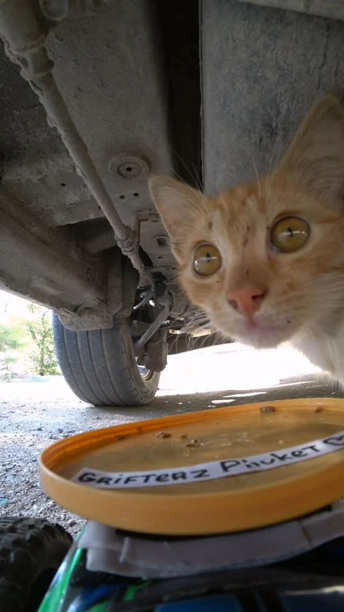 100 Wholesome Pics Of A Guy Feeding Stray Animals In A Unique Way