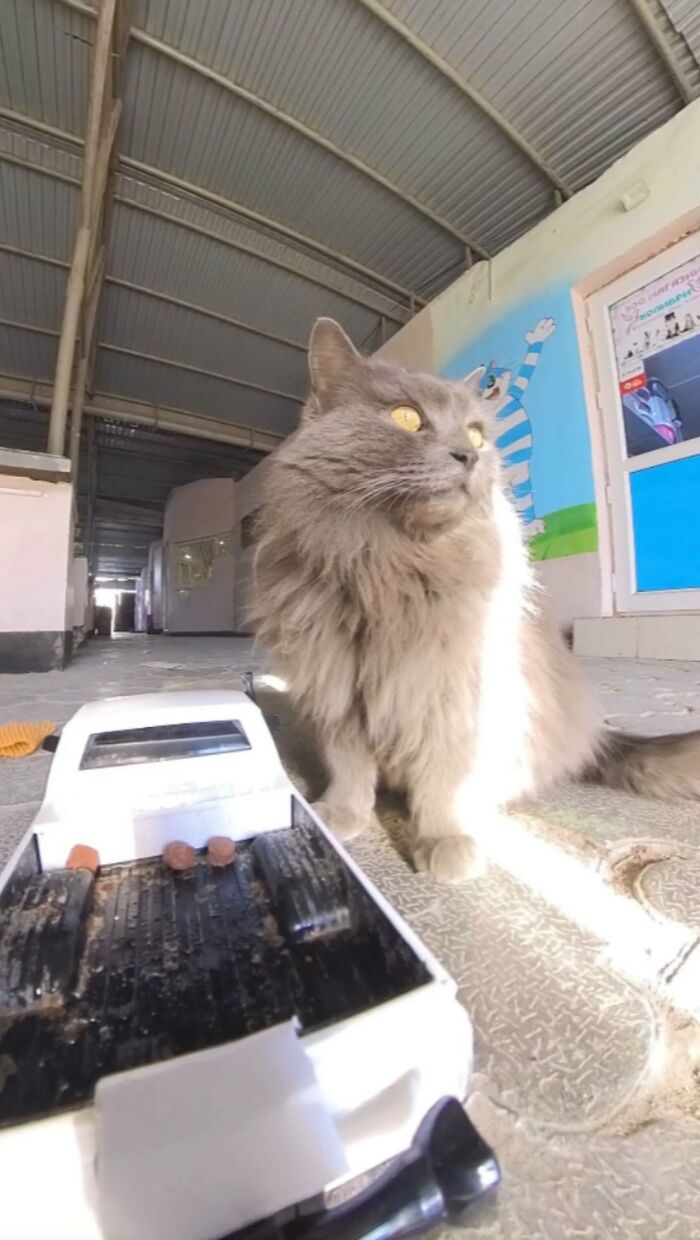 100 Wholesome Pics Of A Guy Feeding Stray Animals In A Unique Way