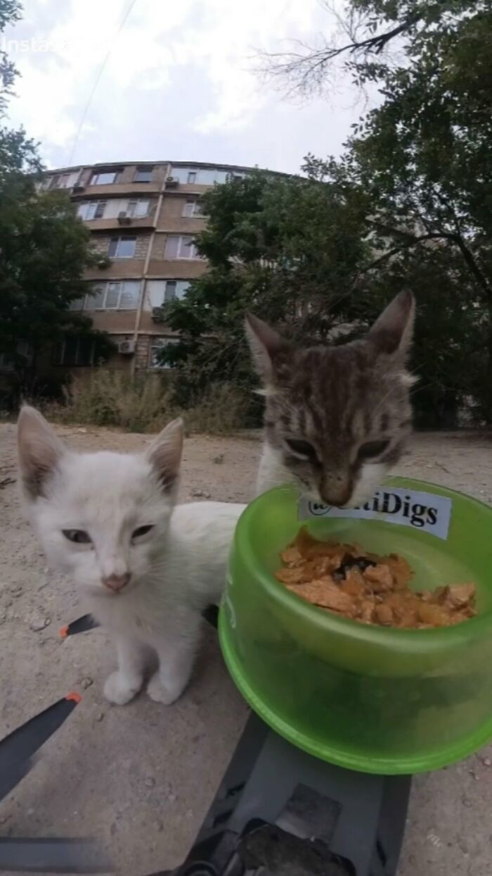 100 Wholesome Pics Of A Guy Feeding Stray Animals In A Unique Way