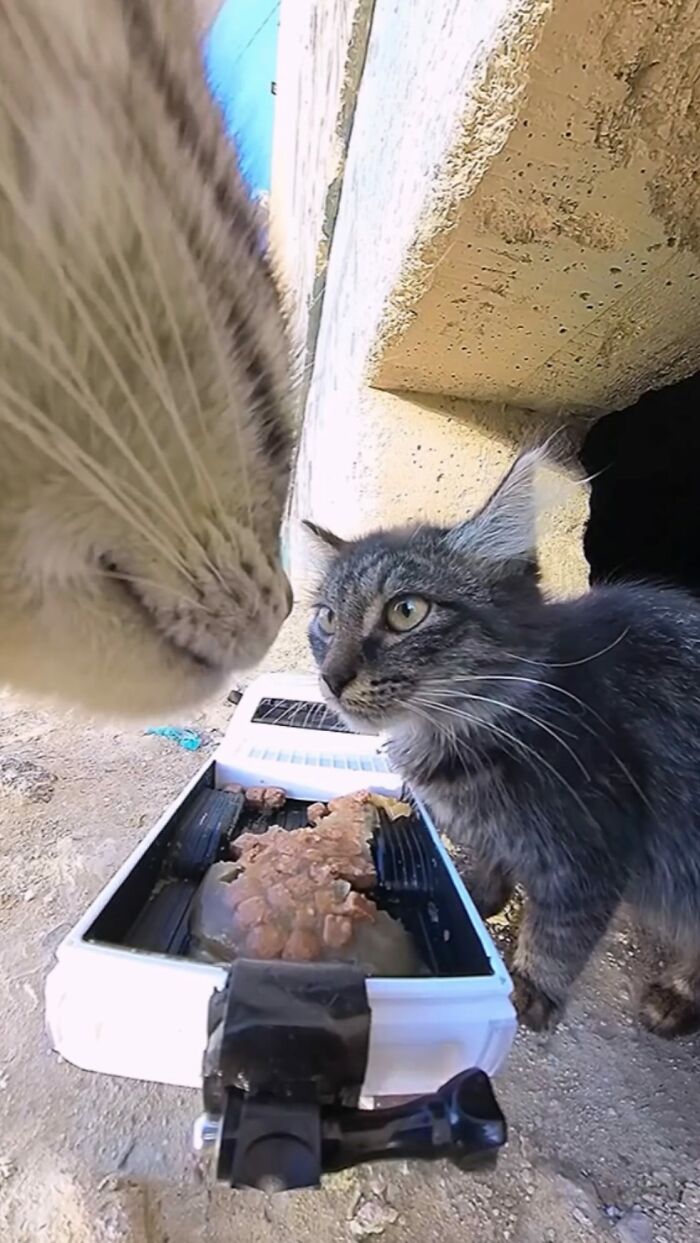 100 Wholesome Pics Of A Guy Feeding Stray Animals In A Unique Way