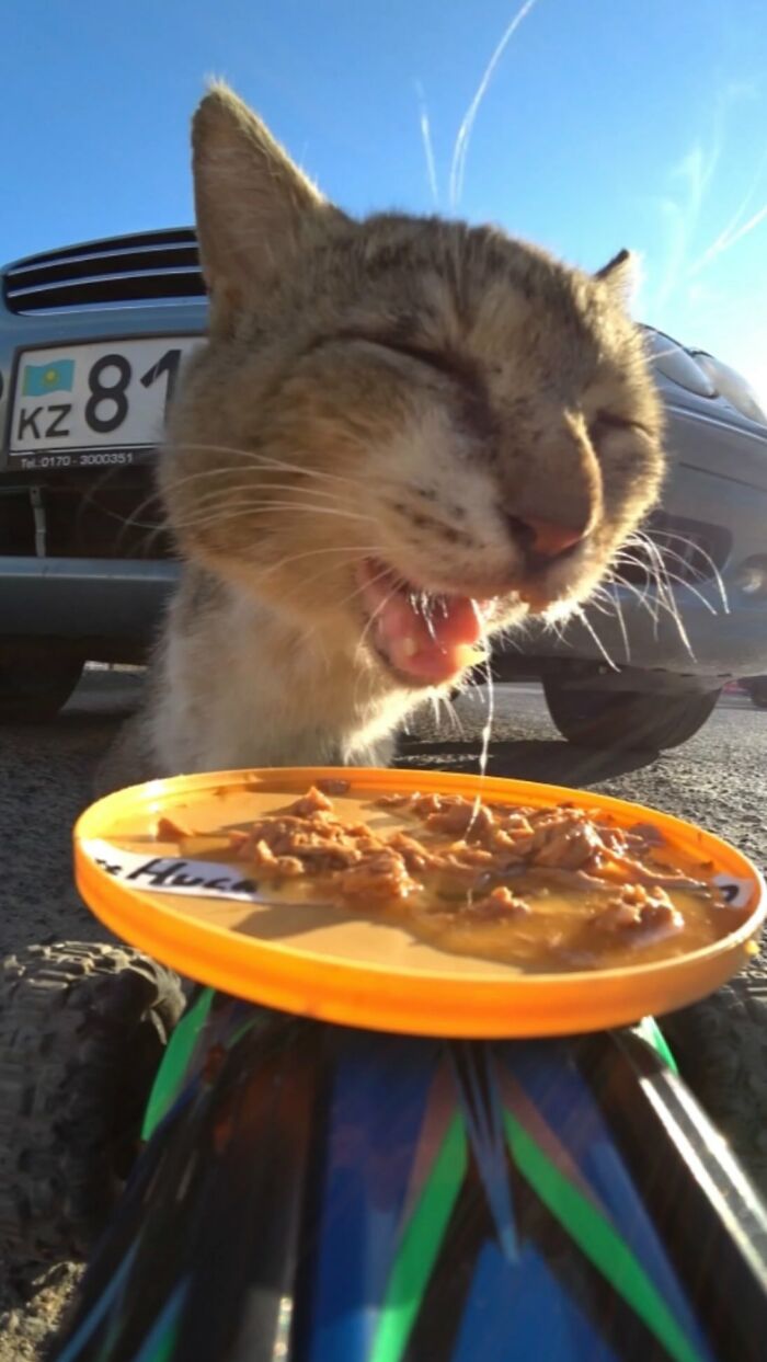 100 Wholesome Pics Of A Guy Feeding Stray Animals In A Unique Way