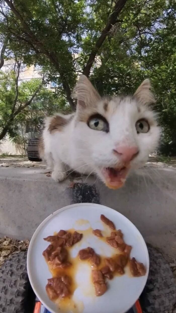 100 Wholesome Pics Of A Guy Feeding Stray Animals In A Unique Way