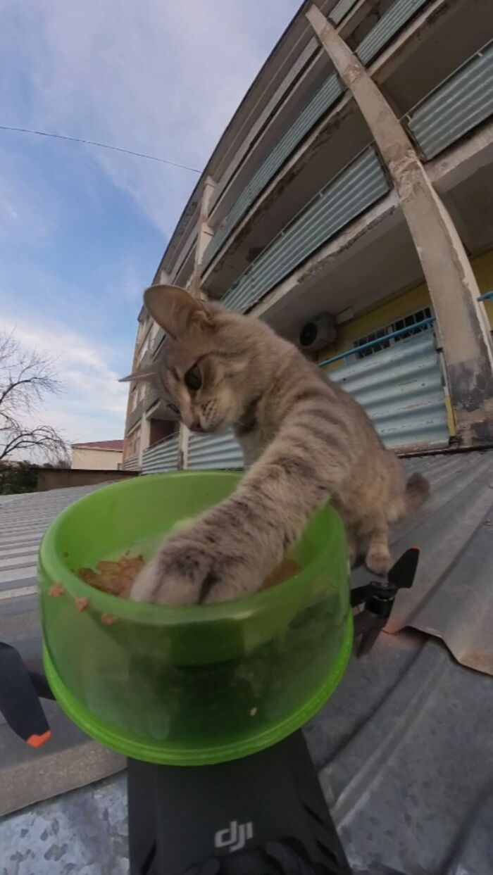100 Wholesome Pics Of A Guy Feeding Stray Animals In A Unique Way