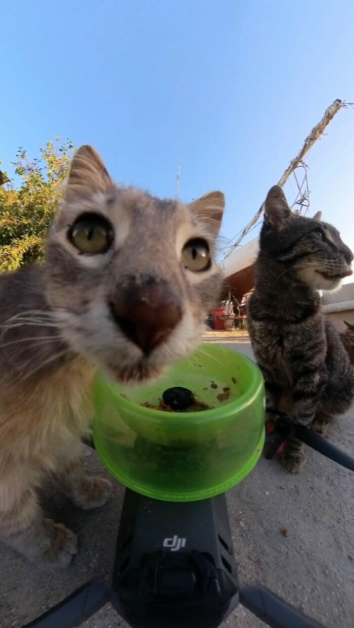 100 Wholesome Pics Of A Guy Feeding Stray Animals In A Unique Way