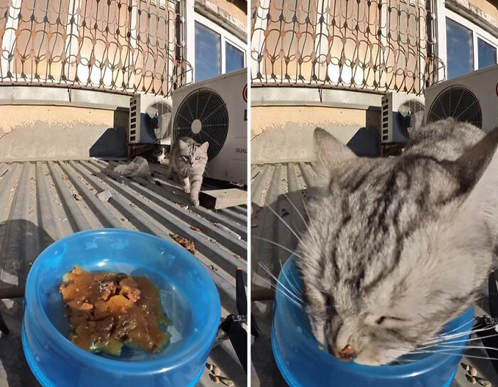 100 Wholesome Pics Of A Guy Feeding Stray Animals In A Unique Way