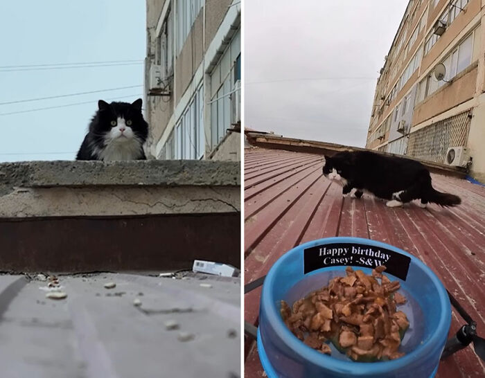 100 Wholesome Pics Of A Guy Feeding Stray Animals In A Unique Way