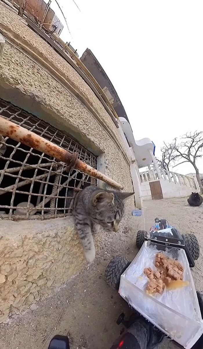 100 Wholesome Pics Of A Guy Feeding Stray Animals In A Unique Way