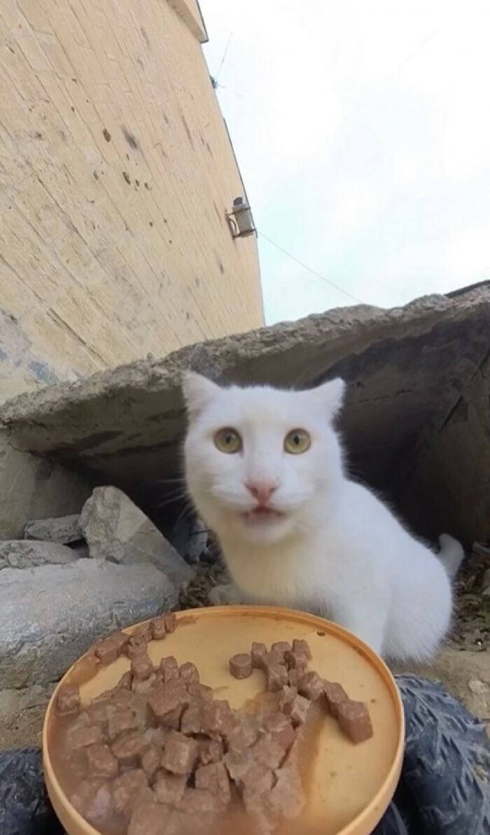 100 Wholesome Pics Of A Guy Feeding Stray Animals In A Unique Way