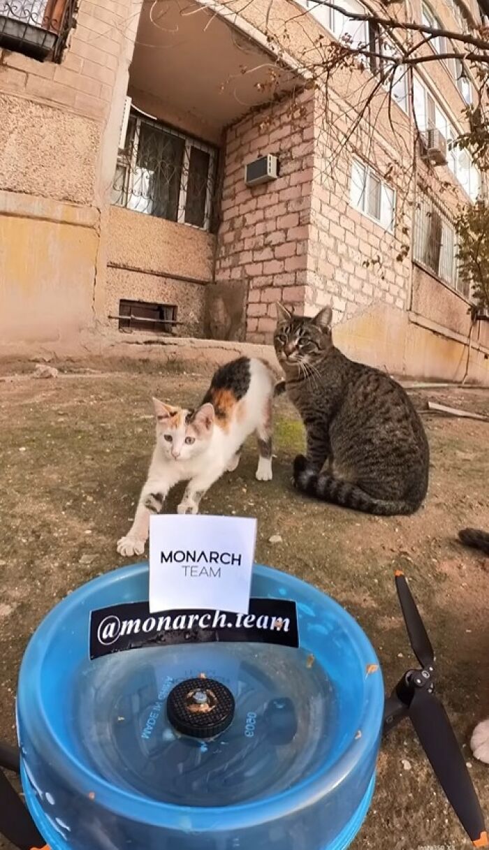 100 Wholesome Pics Of A Guy Feeding Stray Animals In A Unique Way