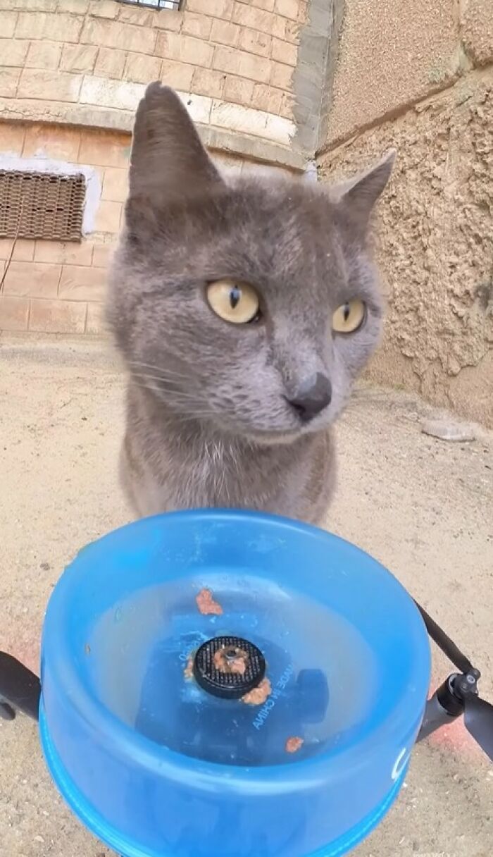100 Wholesome Pics Of A Guy Feeding Stray Animals In A Unique Way
