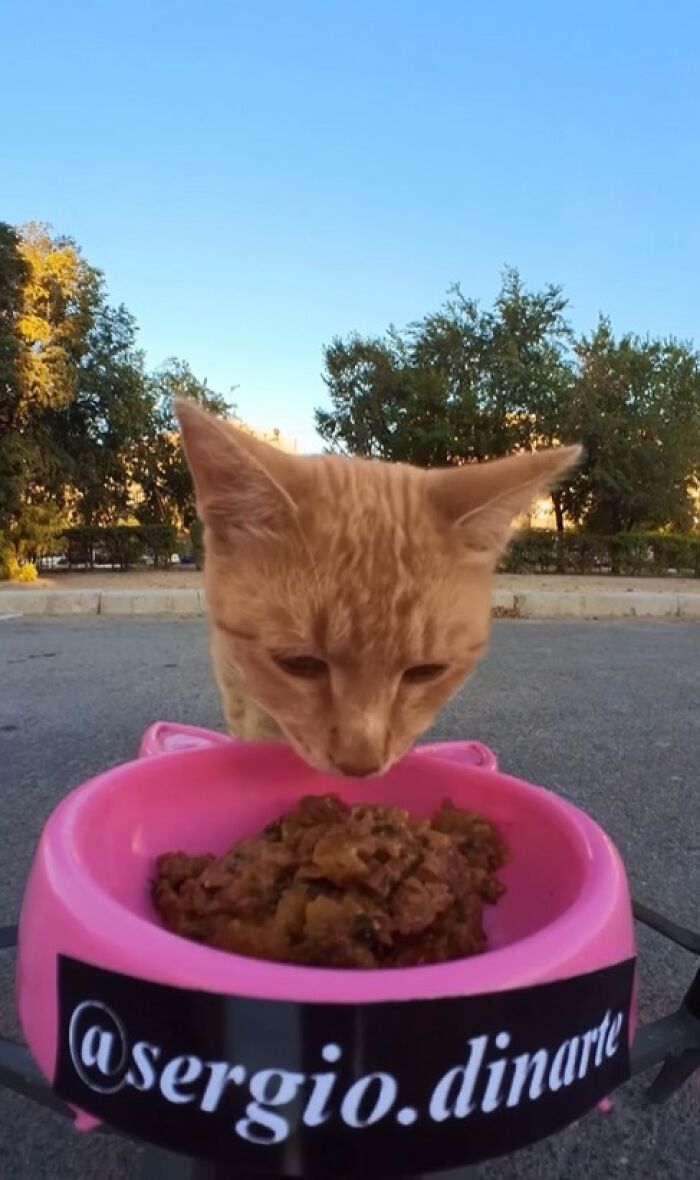 100 Wholesome Pics Of A Guy Feeding Stray Animals In A Unique Way