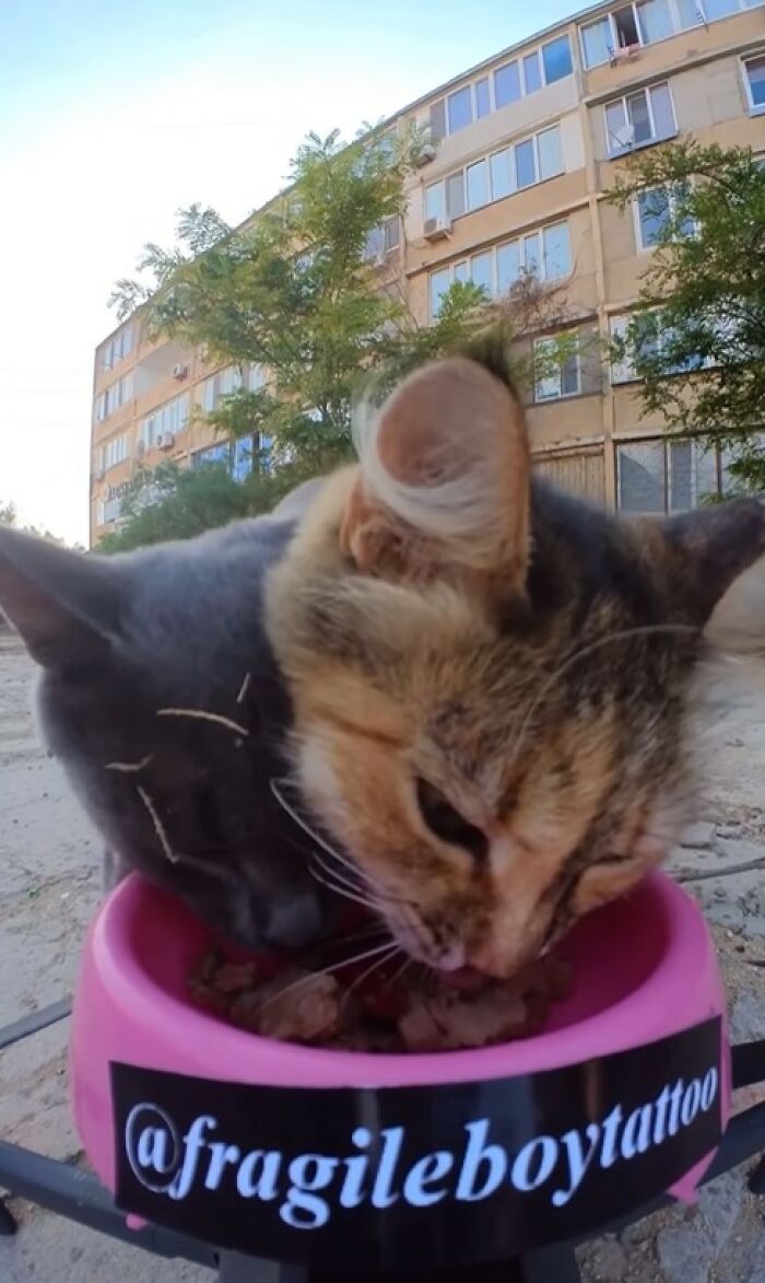 100 Wholesome Pics Of A Guy Feeding Stray Animals In A Unique Way