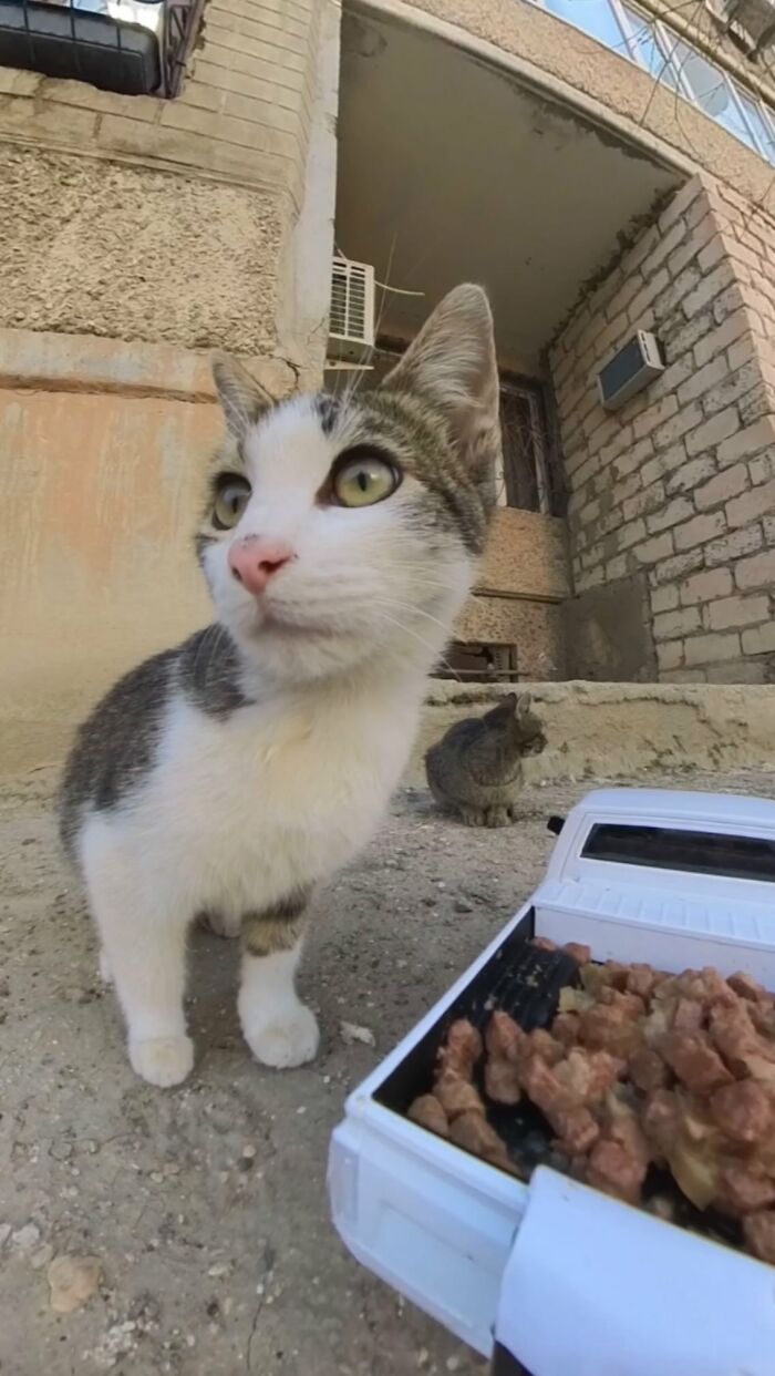 100 Wholesome Pics Of A Guy Feeding Stray Animals In A Unique Way