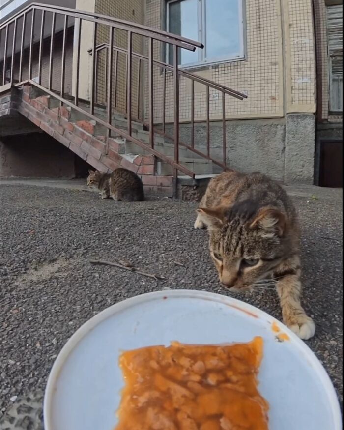 100 Wholesome Pics Of A Guy Feeding Stray Animals In A Unique Way
