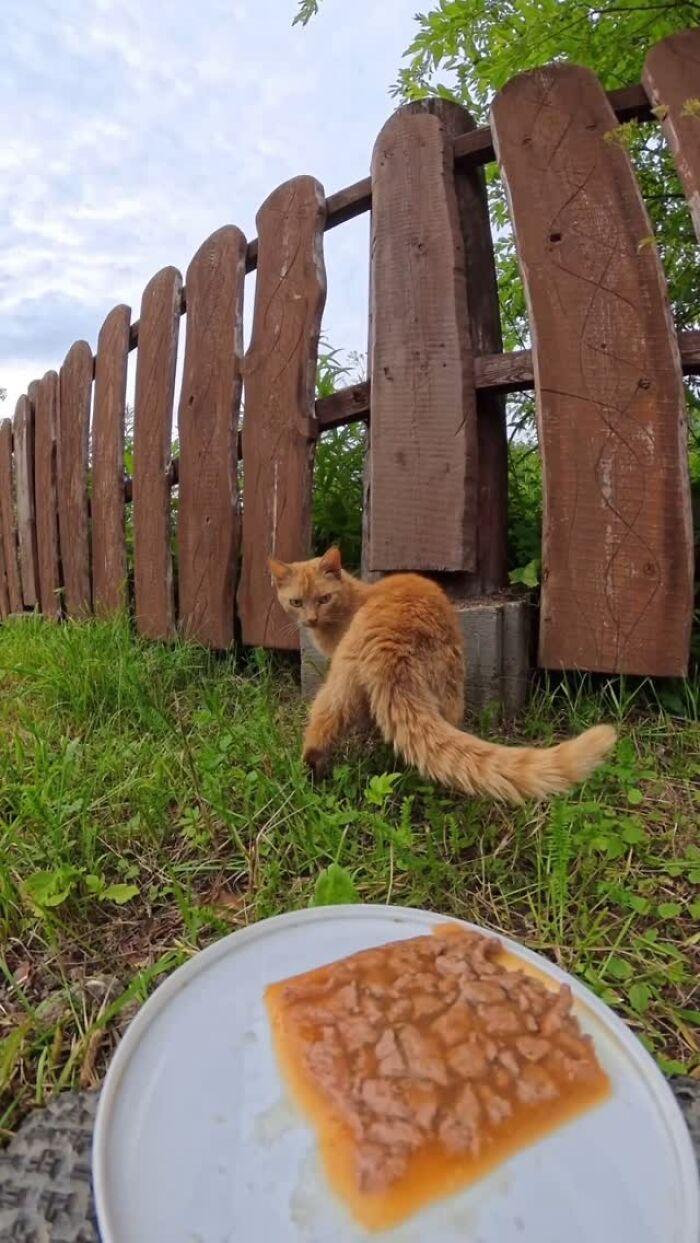 100 Wholesome Pics Of A Guy Feeding Stray Animals In A Unique Way