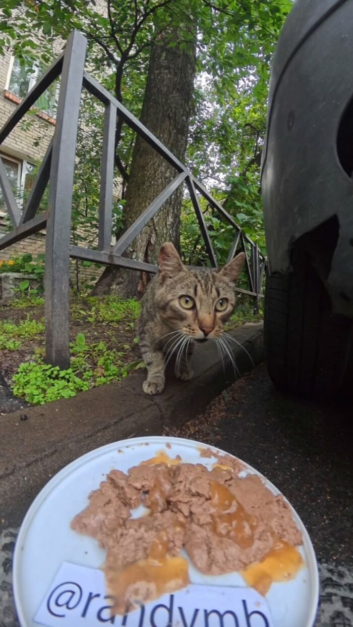 100 Wholesome Pics Of A Guy Feeding Stray Animals In A Unique Way