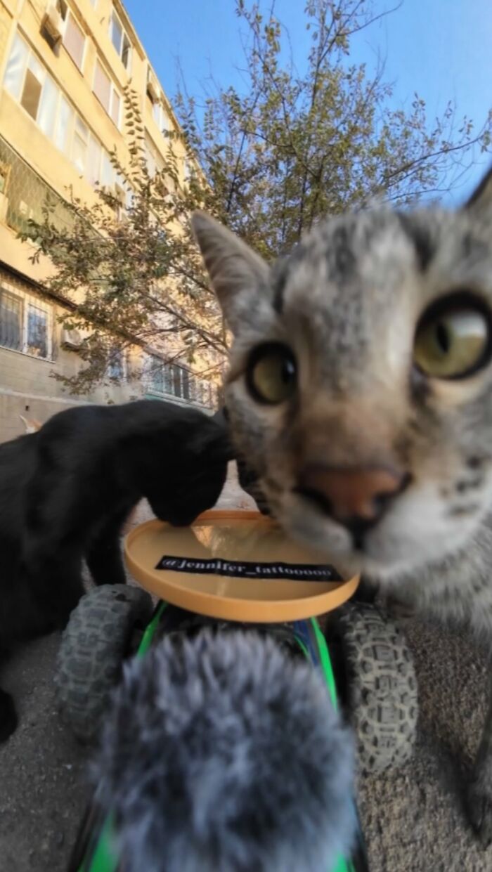100 Wholesome Pics Of A Guy Feeding Stray Animals In A Unique Way