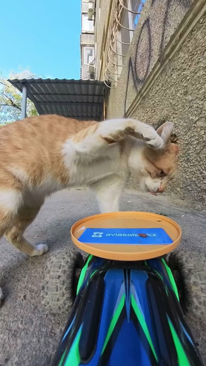 100 Wholesome Pics Of A Guy Feeding Stray Animals In A Unique Way