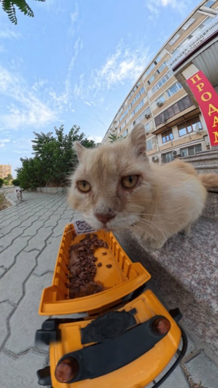 100 Wholesome Pics Of A Guy Feeding Stray Animals In A Unique Way