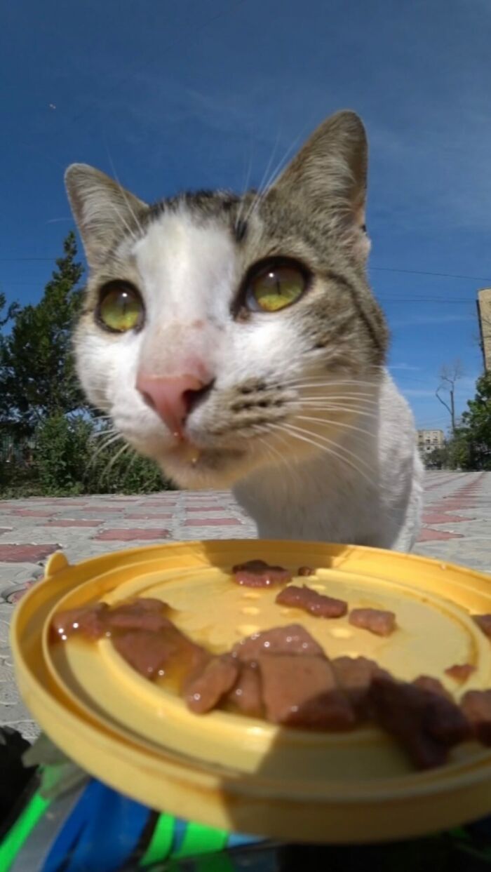 100 Wholesome Pics Of A Guy Feeding Stray Animals In A Unique Way