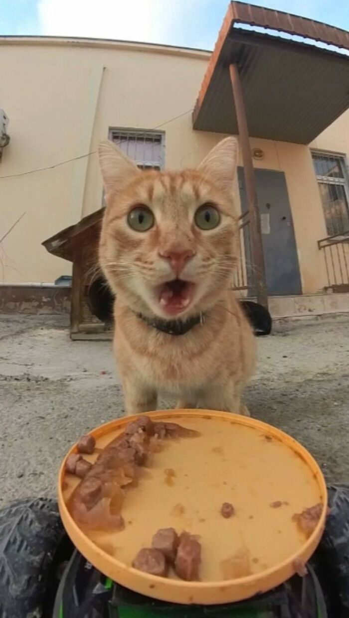 100 Wholesome Pics Of A Guy Feeding Stray Animals In A Unique Way