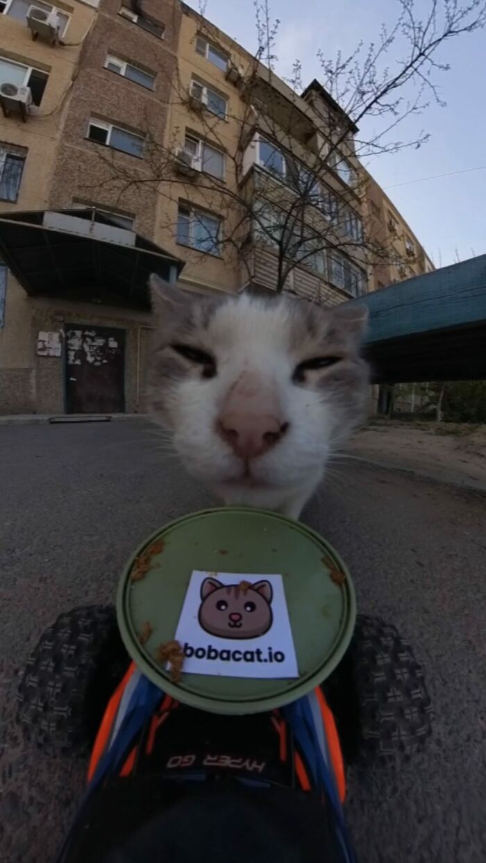 100 Wholesome Pics Of A Guy Feeding Stray Animals In A Unique Way