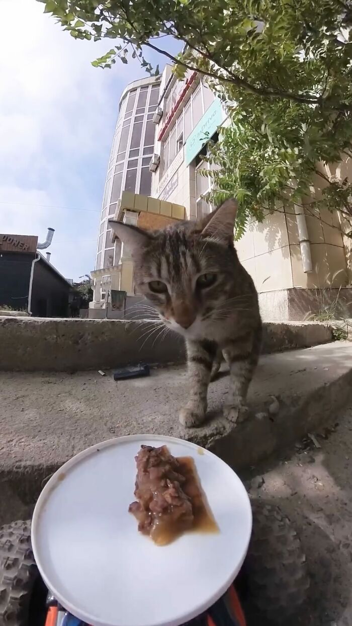 100 Wholesome Pics Of A Guy Feeding Stray Animals In A Unique Way