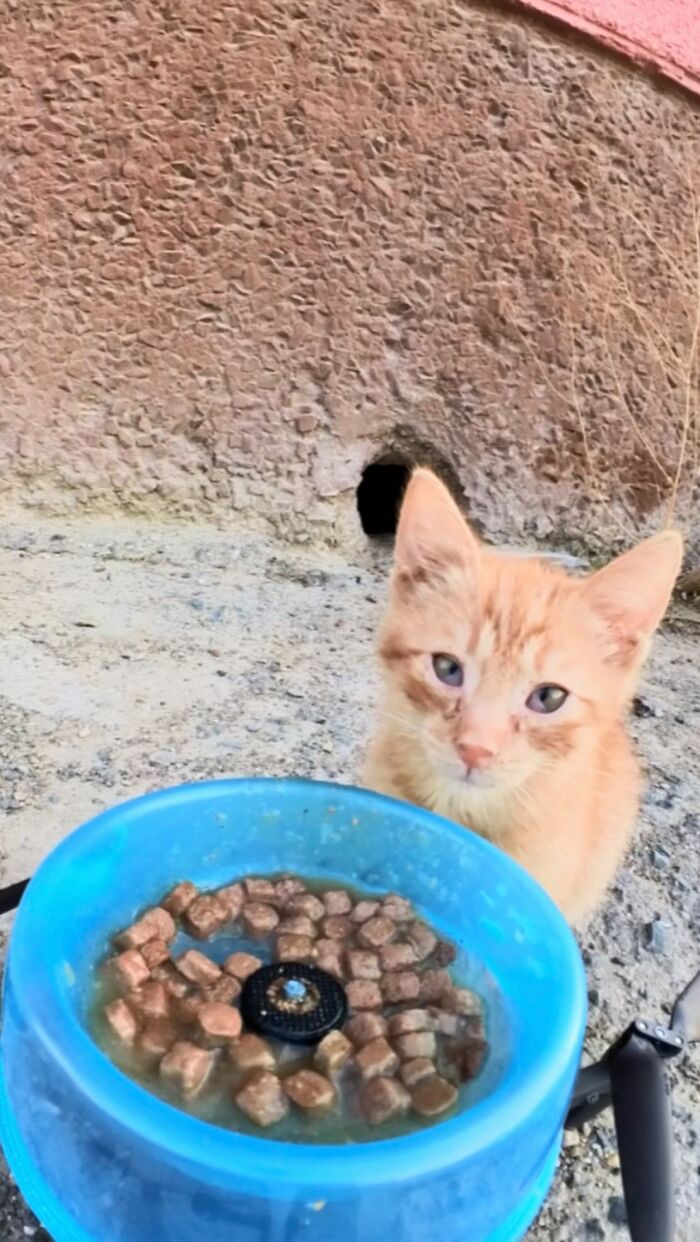 100 Wholesome Pics Of A Guy Feeding Stray Animals In A Unique Way
