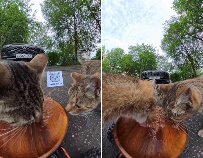 100 Wholesome Pics Of A Guy Feeding Stray Animals In A Unique Way
