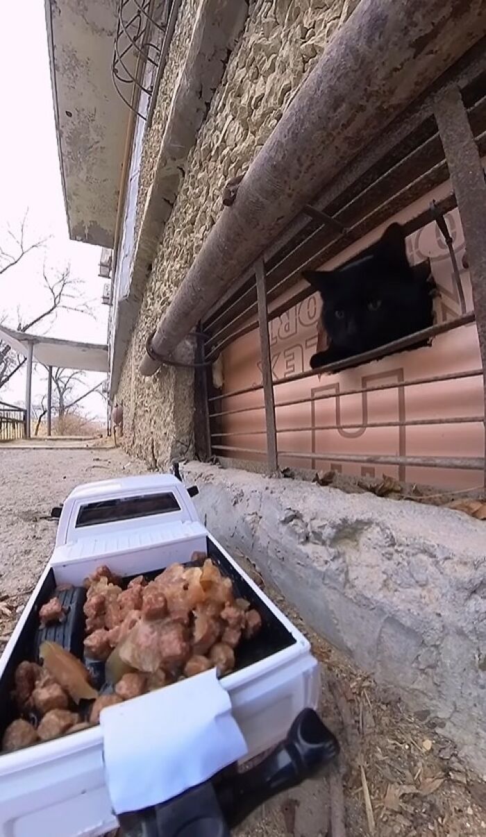 100 Wholesome Pics Of A Guy Feeding Stray Animals In A Unique Way