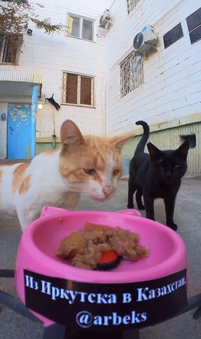 100 Wholesome Pics Of A Guy Feeding Stray Animals In A Unique Way