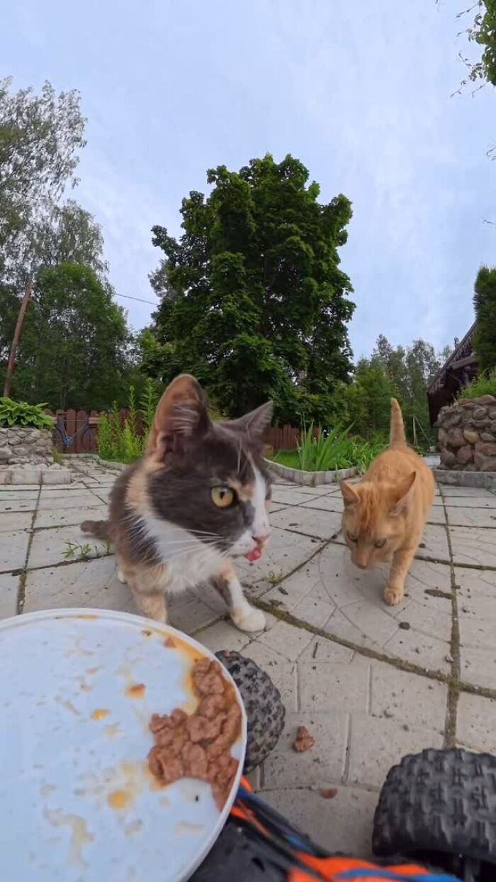 100 Wholesome Pics Of A Guy Feeding Stray Animals In A Unique Way