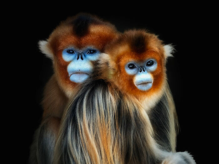 This Photographer Takes Captivating Portraits Of Wild Animals (32 New Pics)