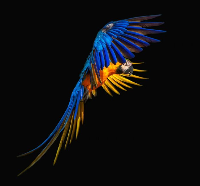 This Photographer Takes Captivating Portraits Of Wild Animals (32 New Pics)