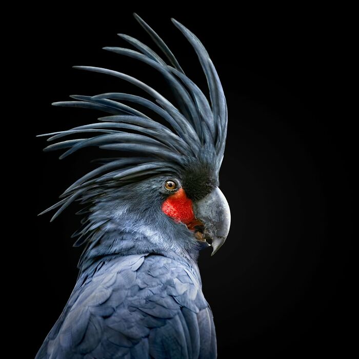 This Photographer Takes Captivating Portraits Of Wild Animals (32 New Pics)